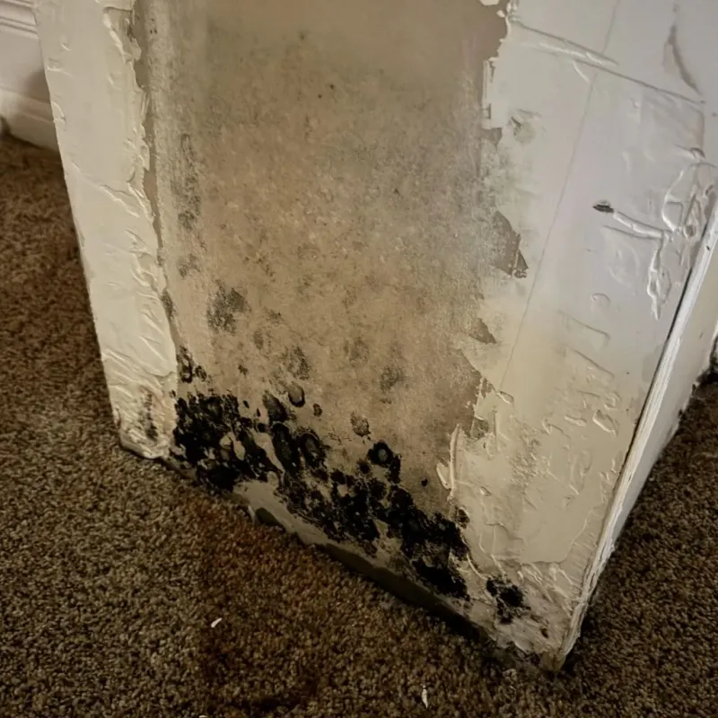 Professional Mold Removal in City of Manassas, VA
